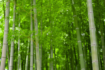 Obraz na płótnie Canvas Green bamboo leaves in Japanese forest in spring sunny day