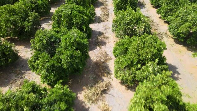 Reveal shot unveils the Citrus Gardens at UC Riverside, showcasing its rich variety of fruit trees in all their glory