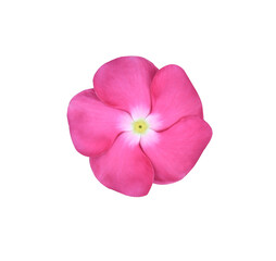Fototapeta na wymiar Pink-purple Catharanthus roseus or Madagascar periwinkle or Vinca or Old maid or Cayenne jasmine or Rose periwinkle flower isolated on transparent background.