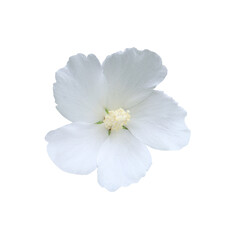 Shoe Flower or Hibiscus or Chinese rose flower. Close up white single hibiscus flower isolated on white background.