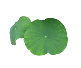 Close up waterlily or nelumbo or lotus leaves bush. Many green leaf isolated on transparent background.