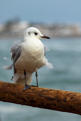 seagull on the shores of the pacific ocean