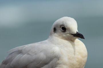 seagull on the shores of the pacific ocean