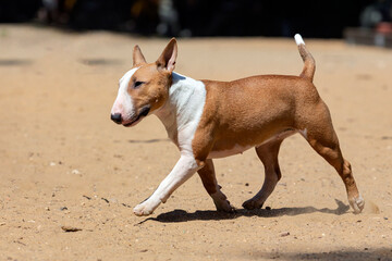 Bull terrier plays on a sandy dog playground