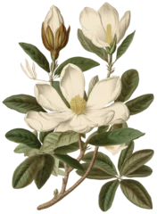Fototapeten Magnolia flower isolated on transparent background, old botanical illustration © Darya