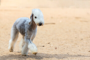 Bedlington Terrier playing on a sandy field