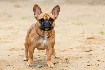 A French bulldog dog stands on a sandy field