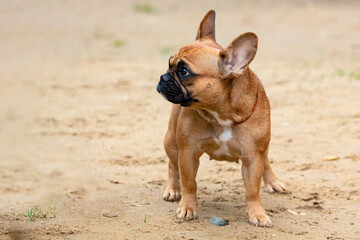 A French bulldog dog stands on a sandy field