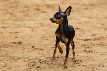 English toy terrier playing in the dog playground