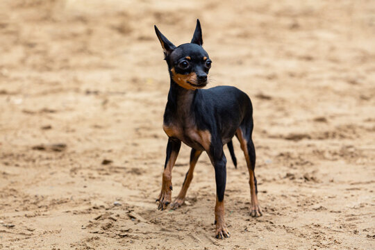 English toy terrier playing in the dog playground