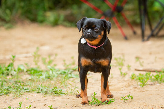 portrait of Black Petit Brabancon on a sandy field