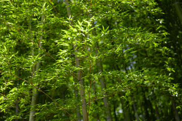 Green bamboo leaves in Japanese forest in spring sunny day