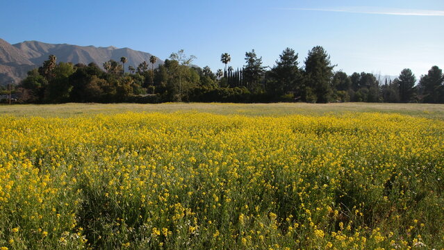 Field of yellow flowers in Ojai California