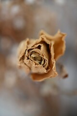 dried rose bud