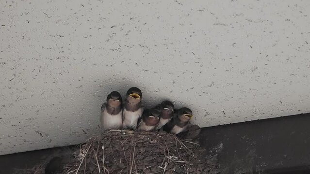 Kagawa, Japan - June 25, 2023: Slow Motion of Swallow feeding swallow chicks in the nest.
