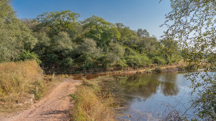Fototapeta na wymiar A dirt safari road runs around a forest lake. Herons stand in calm water. Thickets of green jungle against the blue sky. India. Ranthambore National Park.