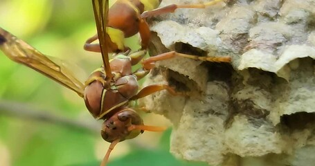 Wasp on Nest Macro, 4K Resolution