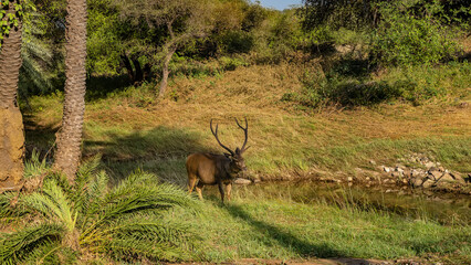 A beautiful Indian sambar deer - rusa unicolor - with long horns stands on the bank of a stream among green grass. Palm trees, bushes around. India. Ranthambore National Park.