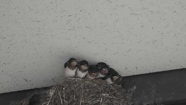 Kagawa, Japan - June 25, 2023: Slow Motion of Swallow feeding swallow chicks in the nest.
