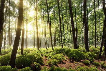 Obraz premium forest, tree, nature, green, landscape, wood, jungle, natural