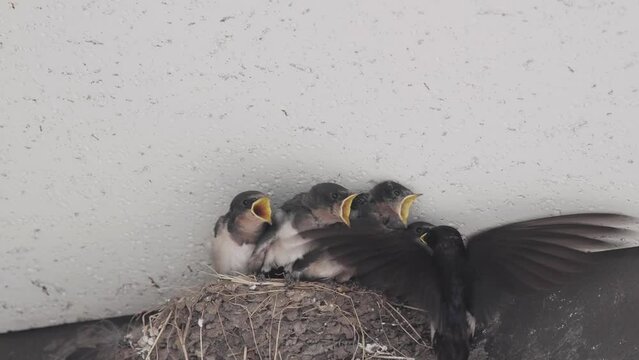 Kagawa, Japan - June 25, 2023: Swallow feeding swallow chicks in the nest.
