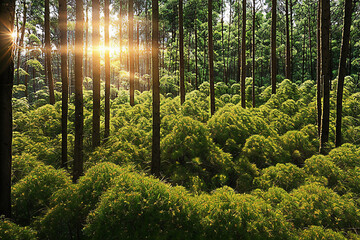 Fototapeta premium forest, tree, nature, green, landscape, wood, jungle, natural