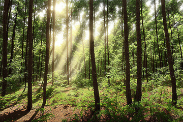 Obraz premium forest, tree, nature, green, landscape, wood, jungle, natural