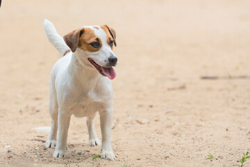 Jack Russell Terrier playing in the sand