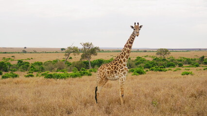 giraffe in the savannah