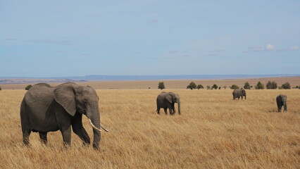 elephants in the savannah