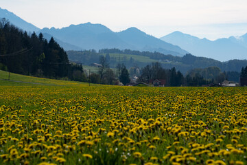 Löwenzahn Feld mit schönen weit blick