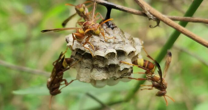 Closeup of wasp's nest with wasps on green bush in forest at sunny day