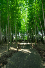 A green bamboo forest in spring sunny day wide shot
