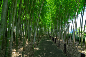 Fototapeta na wymiar A green bamboo forest in spring sunny day wide shot