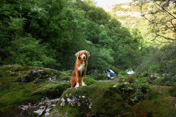 dog at the waterfall. Nova Scotia duck retriever in nature on moss