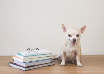 brown chihuahua dog sitting  with stack of books and eyeglasses on wooden table and white background. smiling and looking at camera.