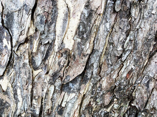Tree bark texture of background