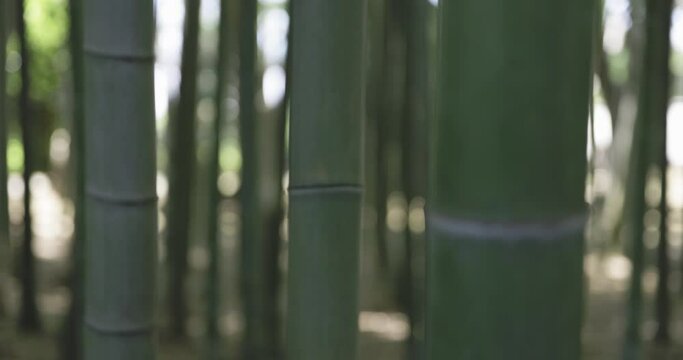A green bamboo forest in spring sunny day focusing