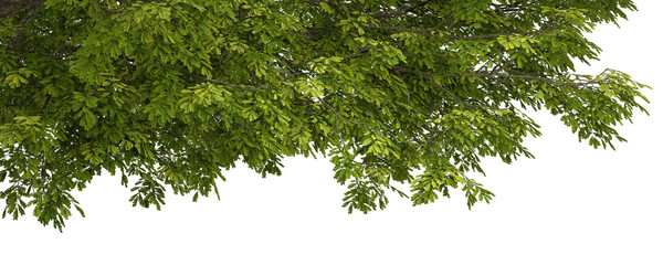 Green tree branches with lots of leaves cutout backgrounds 3d render png