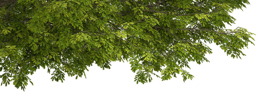 Green tree branches with lots of leaves cutout backgrounds 3d render png