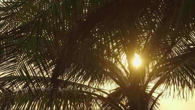 Tropical sunrise with palm trees summer sky island.