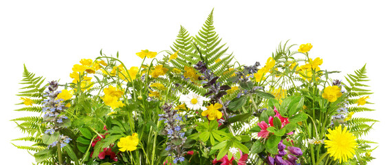 Wiesenblumen mit Farn - Blumenwiese Panorama Transparent PNG Background - 617245216
