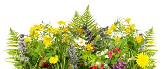 Wiesenblumen mit Farn - Blumenwiese Panorama Transparent PNG Background