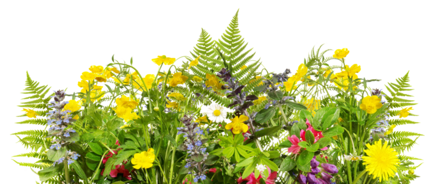 Wiesenblumen mit Farn - Blumenwiese Panorama Transparent PNG Background