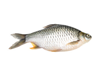 Barbonymus gonionotus isolated on transparent background.