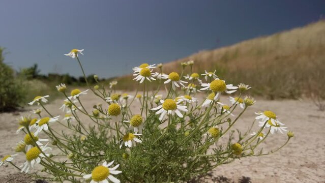 Pretty white flowers close up near levee of sacramento river 