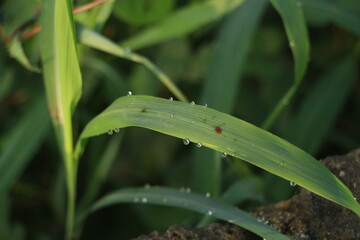 rain drops on a leaf