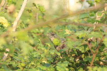 lizard on the tree