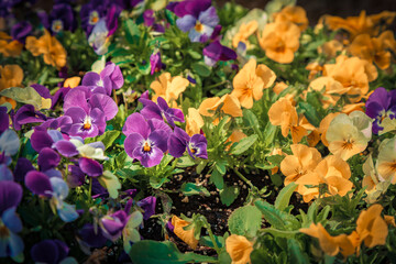 Blooming of violet and yellow African Violet (Saintpaulia) flowers in the Keukenhof park. Nice outdoor scenery in Netherlands, Europe. First warm day in botanical garden. Colorful floral background.