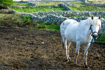 Connemara Pony in Galway Ireland in Spring